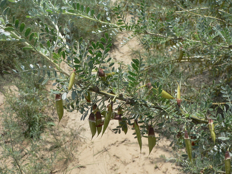 Wild peas