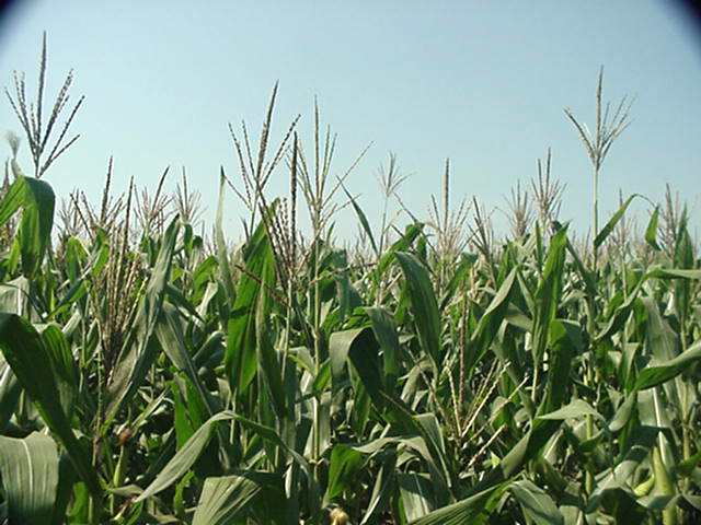 The confluence is 1.5 meters behind the first row of corn