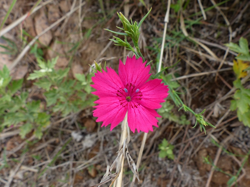 Brightly coloured small wildflower