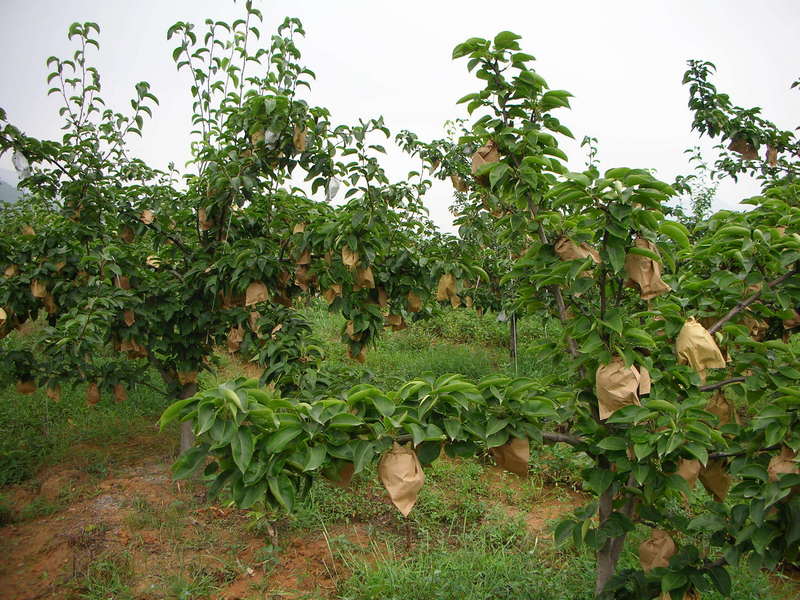 North view, showing pear tree and protected fruits.