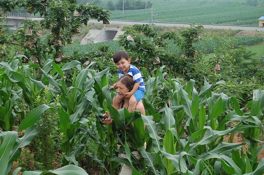 Targ and Andy traversing the cornfield