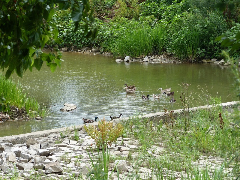 Ducks in the canal