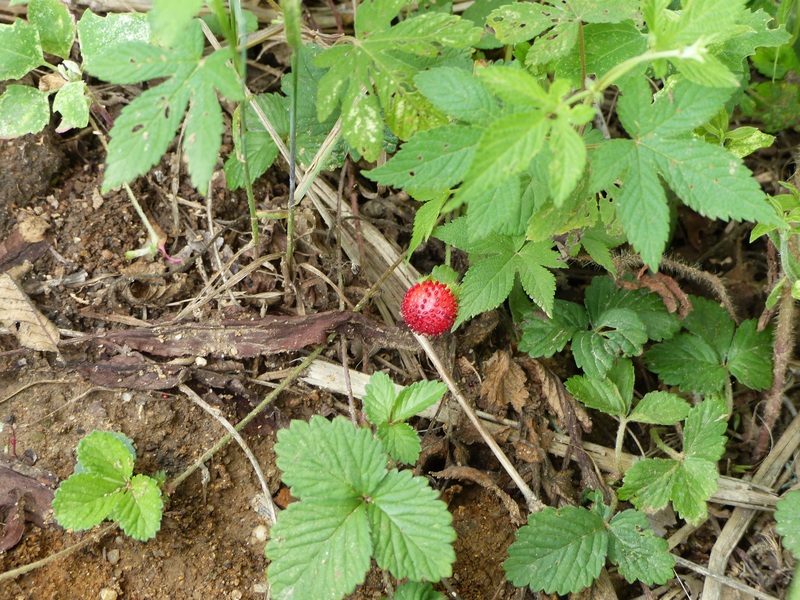 Wild raspberry