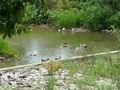 #4: Ducks in the canal