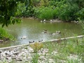 #4: Ducks in the canal
