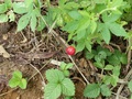#5: Wild raspberry