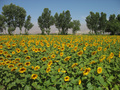 #8: Sunflowers field at west side of 41N107E