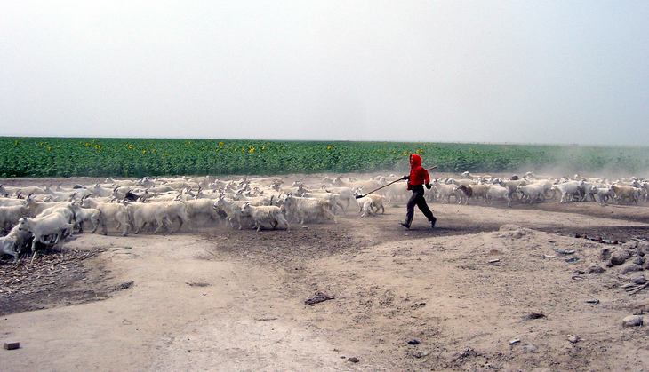 乌梁素海边的牧羊人 / The sheep herder near the confleunce point