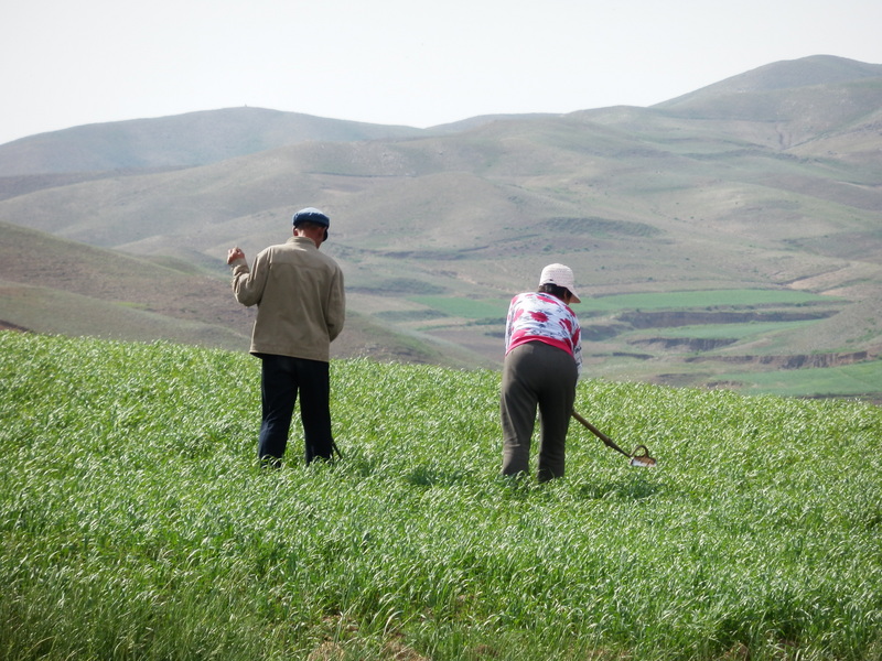 Farmer Couple Weeding