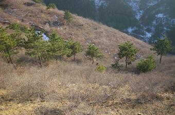 #1: N41E118就在中间那棵松树旁/N41E118 near that pine in the middle