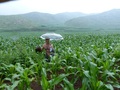 #3: Peter with his umbrella