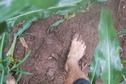 #4: Another muddy barefoot confluence