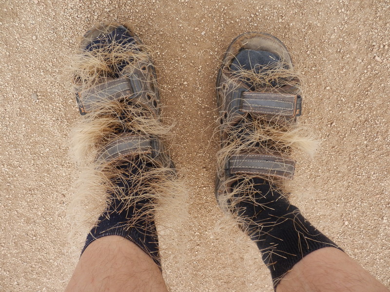 Hairy Socks - Burrs after the Hike