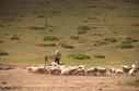 #10: Shepherd near village