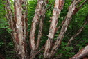 #9: Interesting Bark