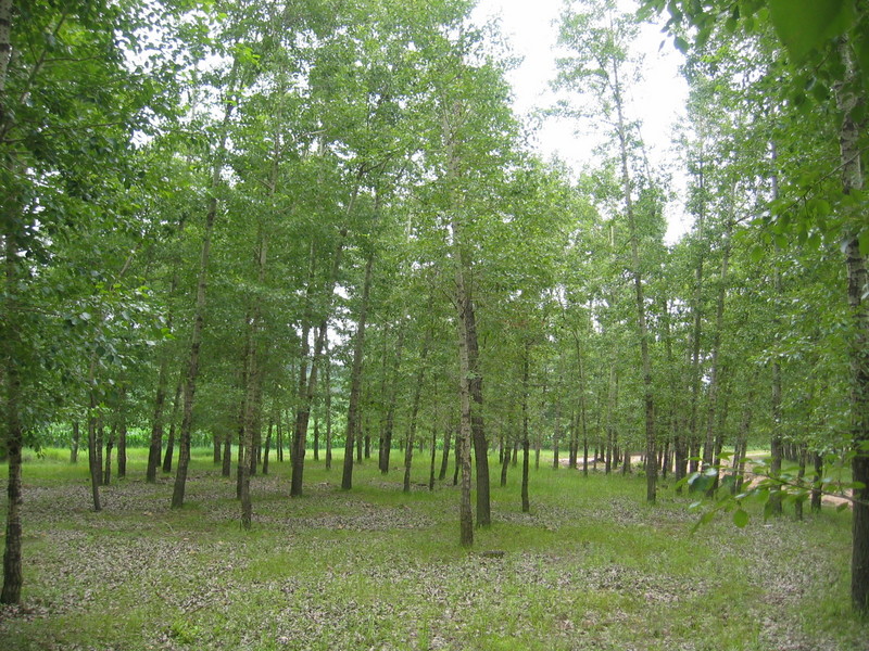 The Confluence - View to the South