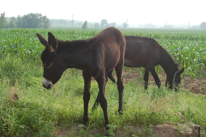 Foal and mother by the roadside