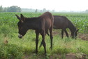 #2: Foal and mother by the roadside
