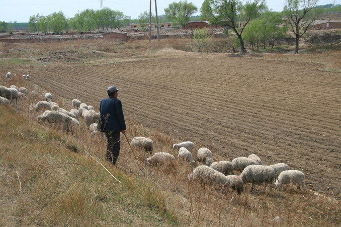 Sheepherder