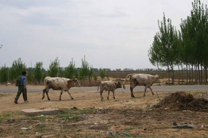 Farmer and his cow near 42N 123E