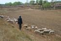 #10: Sheepherder