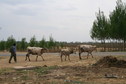 #9: Farmer and his cow near 42N 123E