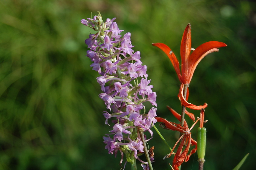 Flowers near the confluence