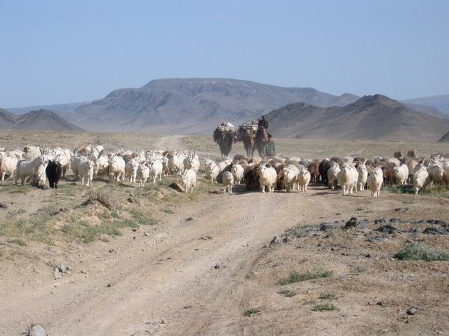 Camel and Goat Track with Yurt