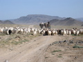 #3: Camel and Goat Track with Yurt
