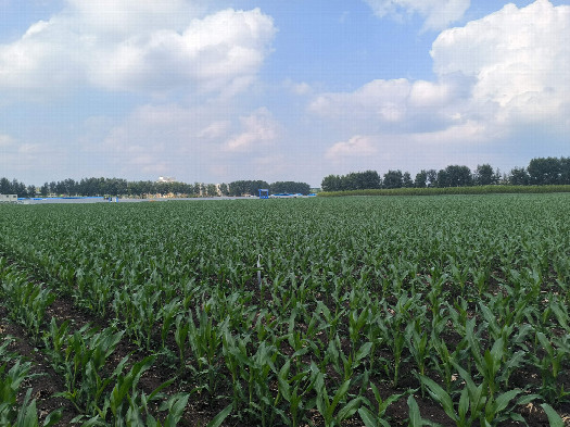 #1:  10m southwest of the confluence point(direction of view : northeast)