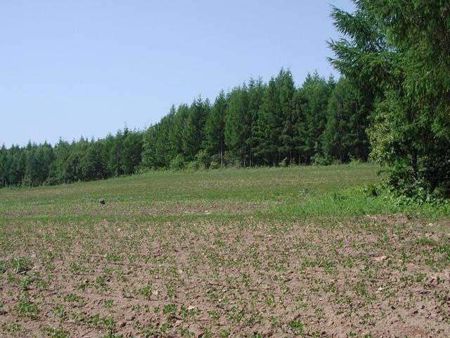 The CP located between the field and the forest