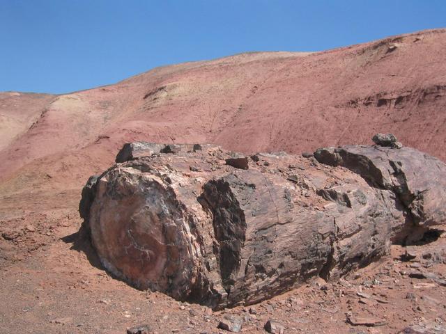 Petrified forest park is closest significant landmark