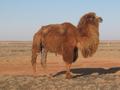#8: Camels are the only residents here