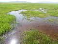 #9: The Wetland around the Confluence Point