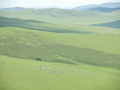 #9: Herd of Sheep from the Top of a Mountain