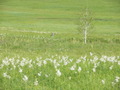 #10: Swamp with Bicycle in the Center 