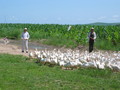 #5: Duck Farmers Nearby