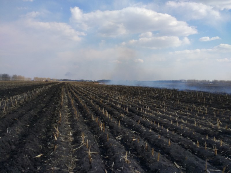 Burning the stubble