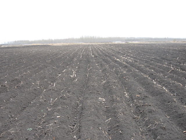 looking south, just the same scene, tree and fields/朝南看,还是些树和大地