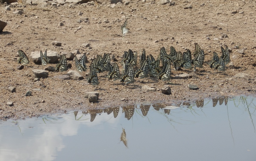 Butterfly Gathering