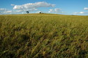 #2: A close-up view of the tall grass at the Confluence Point