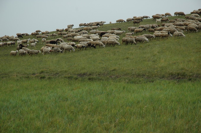 Confluence point over run by sheep - CP about 50 meters away