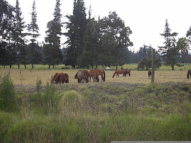 facing east ...horses land!!!