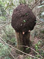 #10: Termites