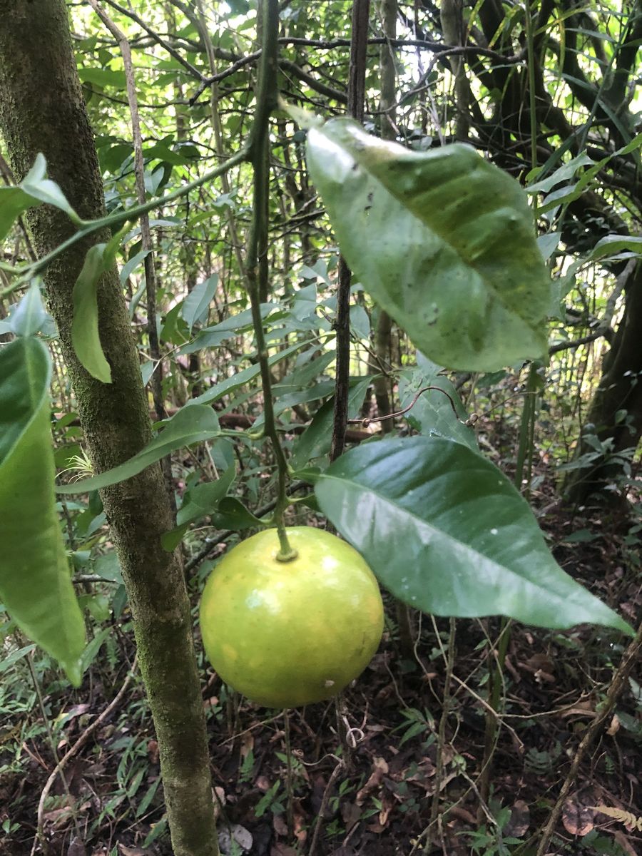 Wild Citrus Fruit