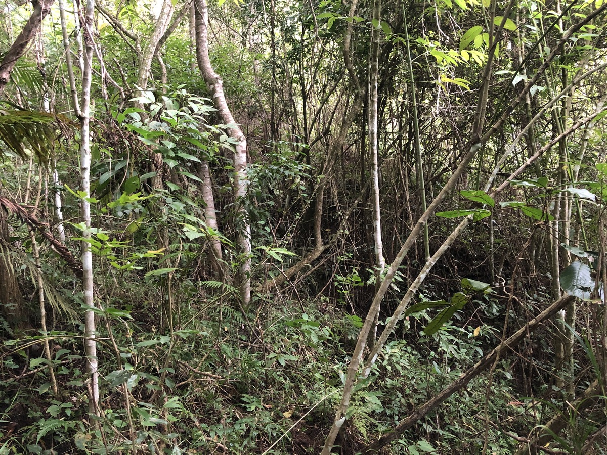 The Confluence from 5 m Distance