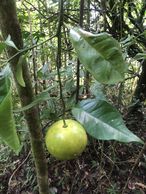 #10: Wild Citrus Fruit