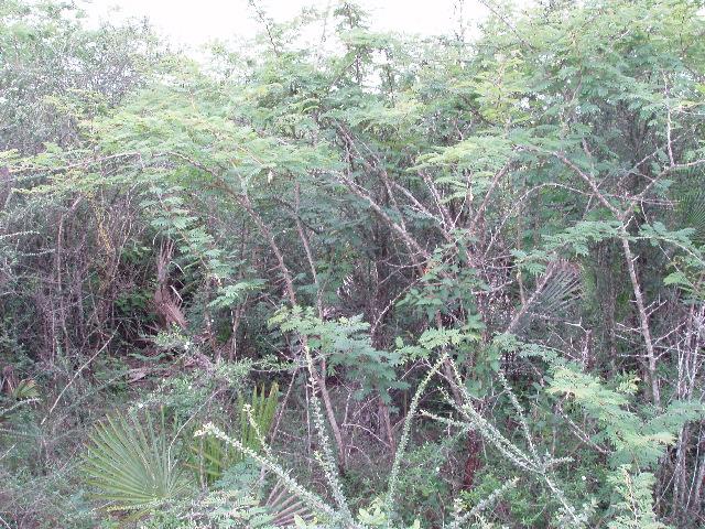 View NE from a point 60 metres NW from the confluence