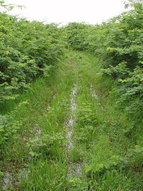 Flooded path from the dirt road towards the confluence