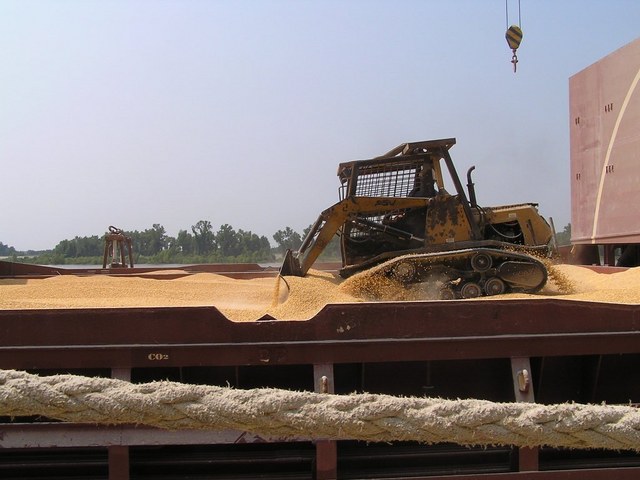 A full cargo hold of corn is levelled even